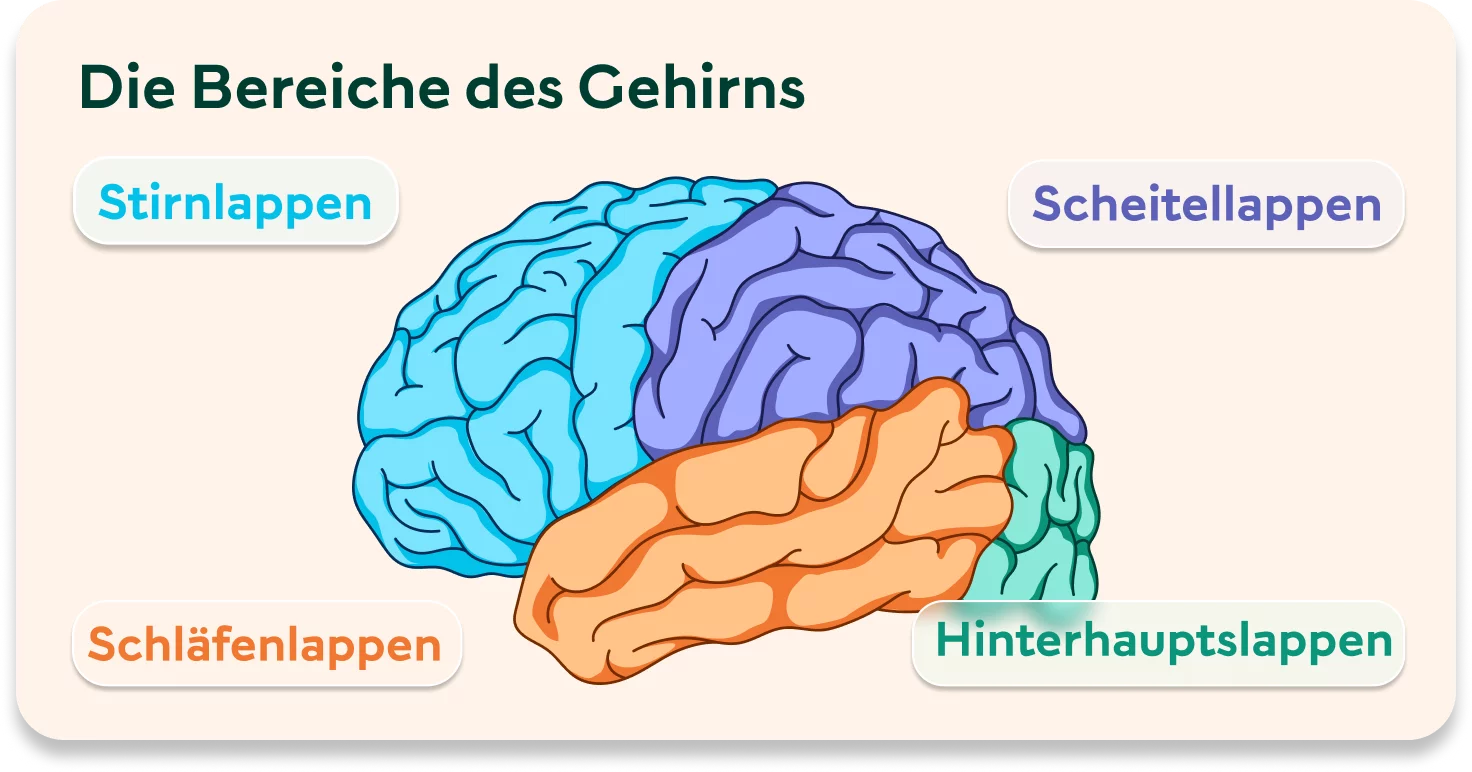 Eine Grafik zeigt bunt voneinander abgesetzt die verschiedenen Bereiche des Gehirns.